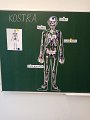 Lidské tělo - kostra (1)